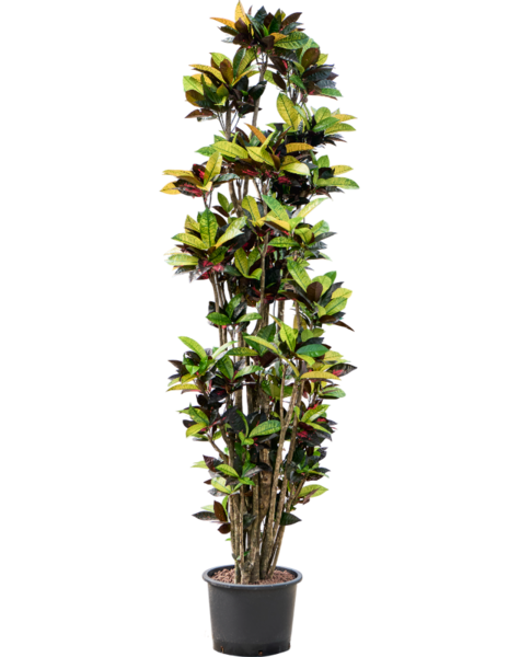 Hydroplant Croton