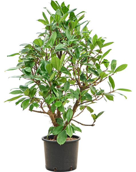Hydroplant Ficus