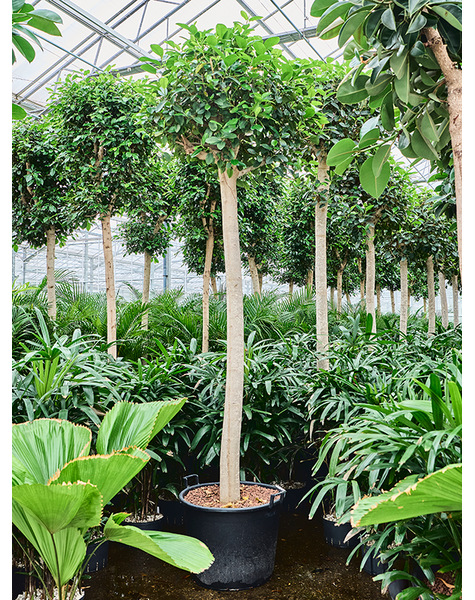 Hydroplant Ficus