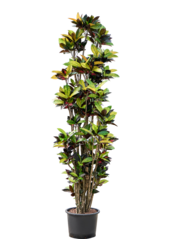 Hydroplante Croton (Codiaeum) Variegatum Mrs. Iceton