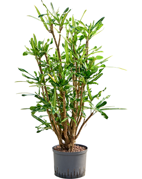 Hydroplant Croton
