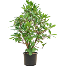Hydroplant Ficus