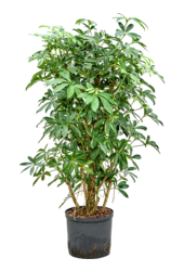 Hydroplant Schefflera Arboricola Compacta