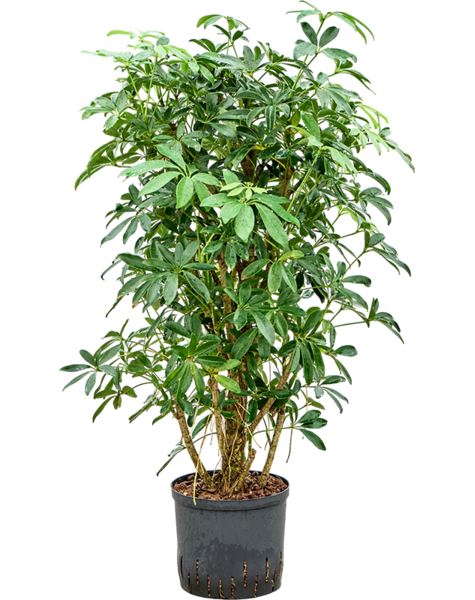 Hydroplant Schefflera