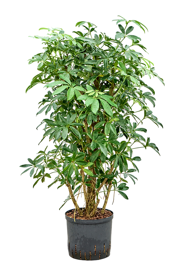 Hydroplant Schefflera Arboricola Compacta
