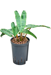 Hydroplant Philodendron Billietiae