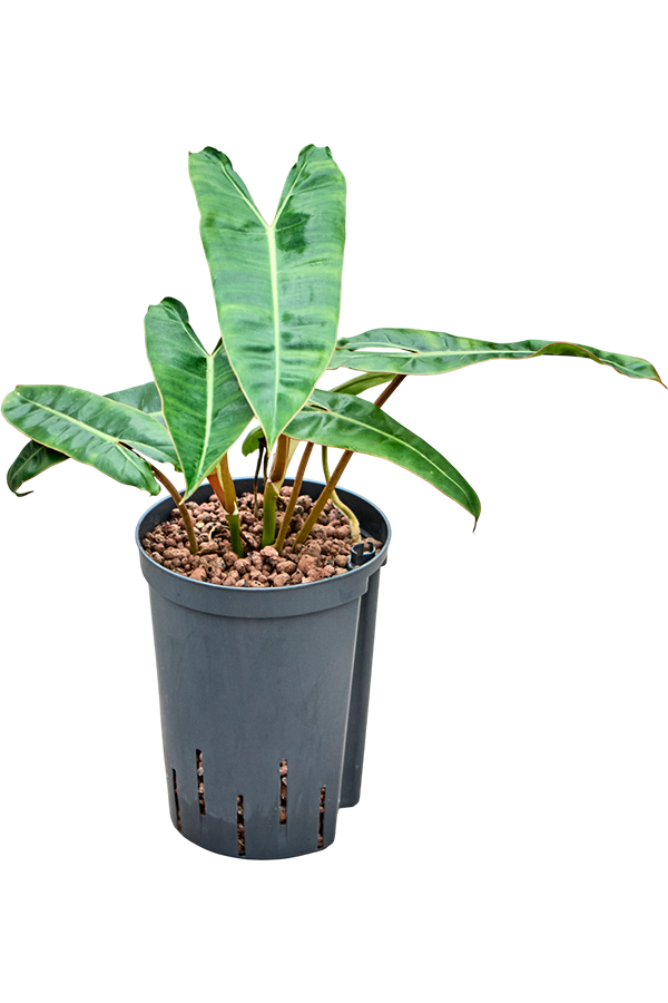 Hydroplant Philodendron Billietiae