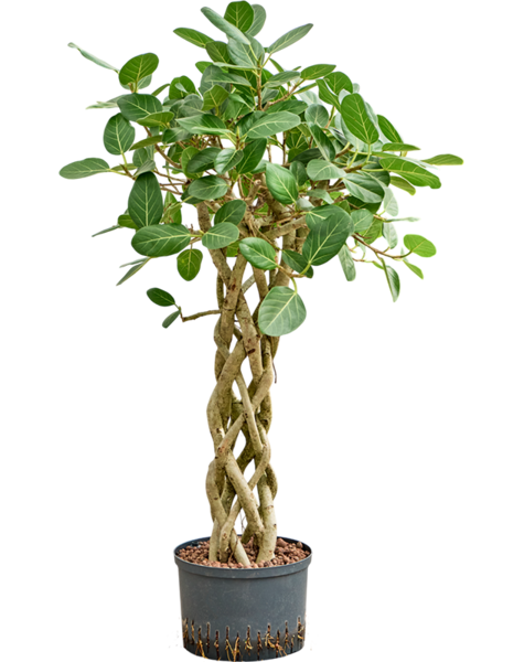 Hydroplante Ficus