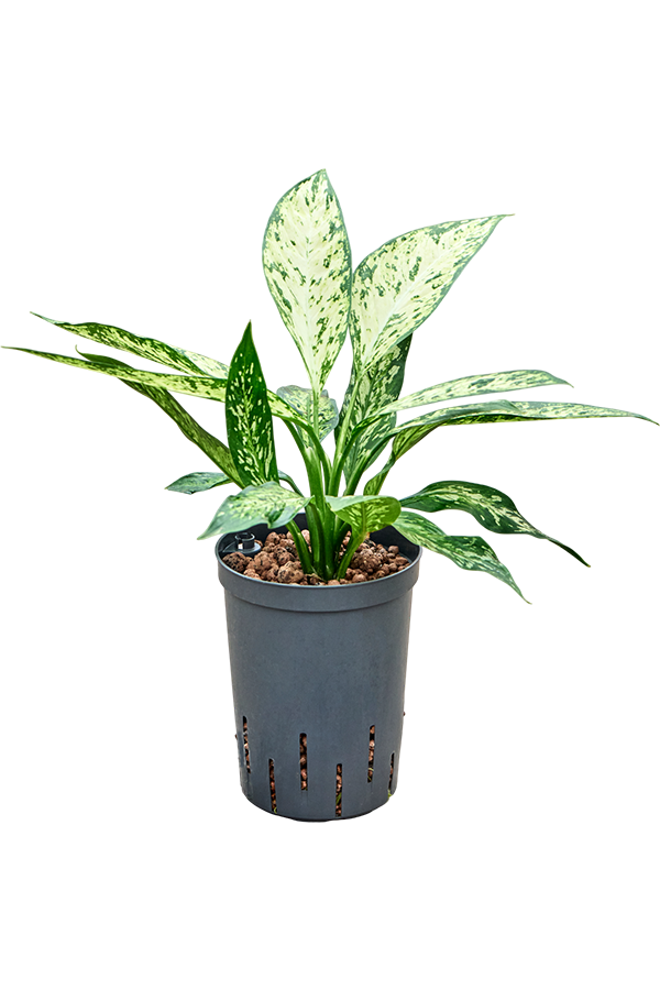 Hydroplant Dieffenbachia Vesuvius