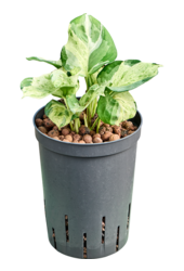 Plante hydroponique Scindapsus (Epipremnum) Manjula Variegata