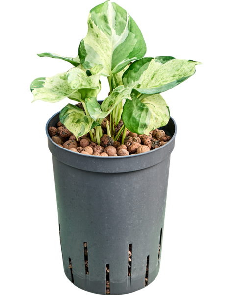 Hydroplant Scindapsus