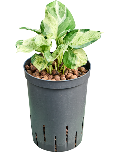 Plante hydroponique Scindapsus