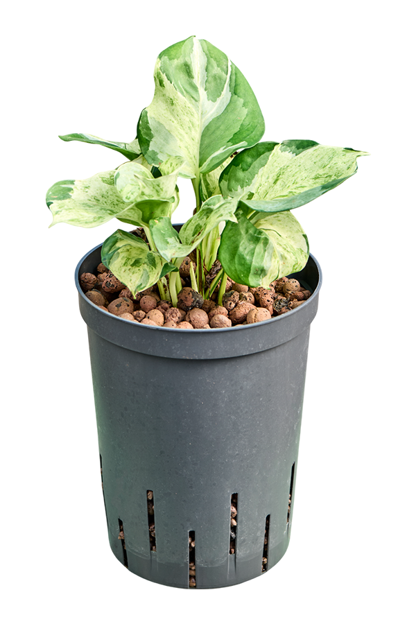 Plante hydroponique Scindapsus (Epipremnum) Manjula Variegata