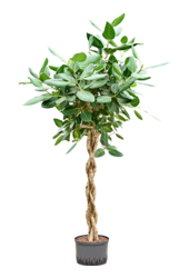 Hydroplante Ficus Benghalensis Audrey