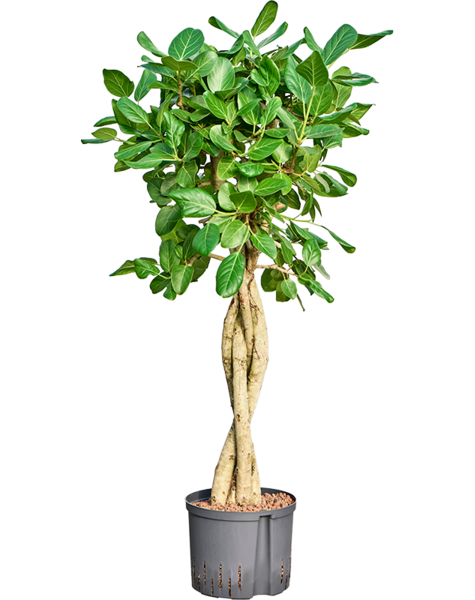 Hydroplante Ficus