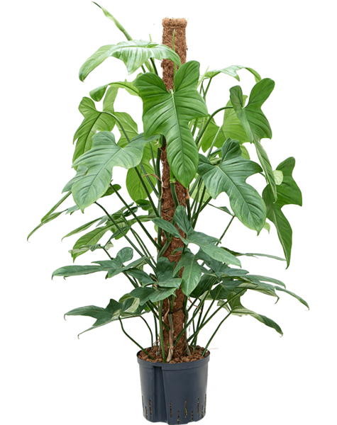 Plante hydroponique Philodendron
