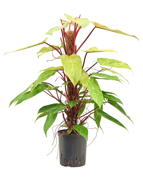 Hydroplant Philodendron