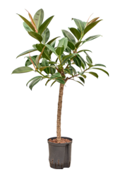 Hydroplant Ficus Elastica Melany