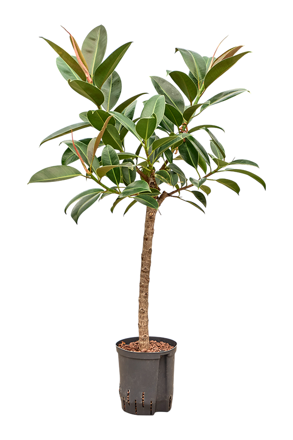 Hydroplant Ficus Elastica Melany