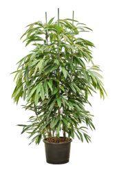 Hydroplant Ficus Binnendijkii Amstel King