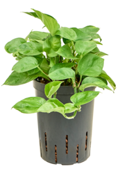 Hydroplante Scindapsus (Epipremnum) Manjula Green