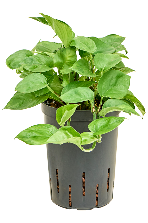 Hydroplante Scindapsus (Epipremnum) Manjula Green