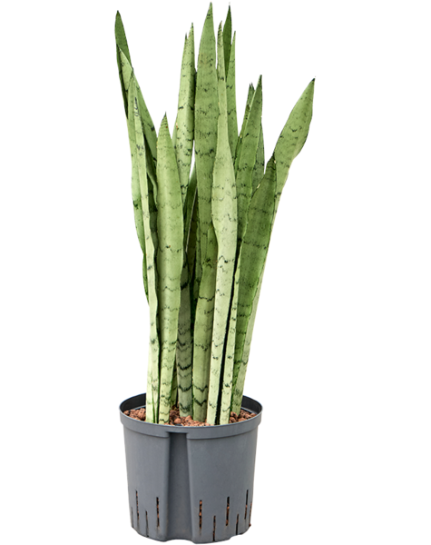 Hydroplante Sansevieria
