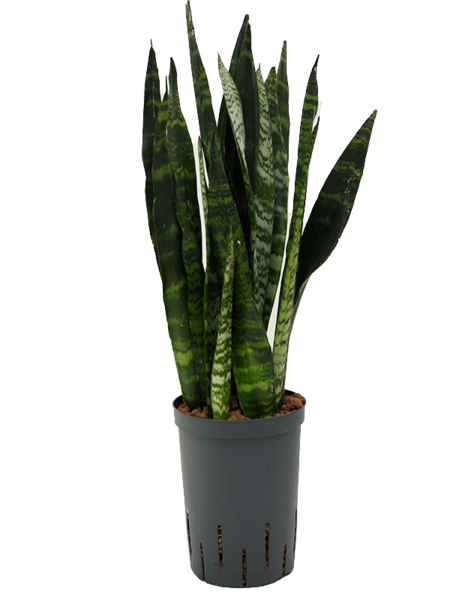 Hydroplant Sansevieria