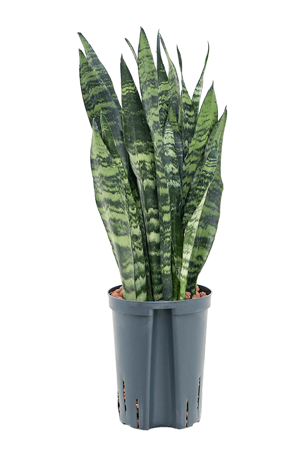Hydroplant Sansevieria Trifasciata Black Coral