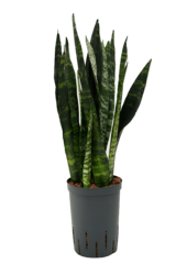 Hydroplant Sansevieria Trifasciata Black Coral