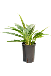 Hydroplant Philodendron Selloum Narrow