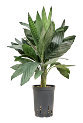 Hydroplante Chamaedorea Metallica