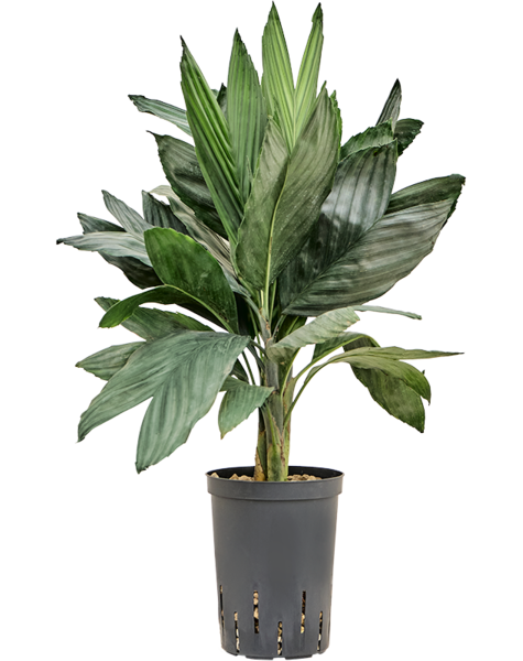 Hydroplante Chamaedorea