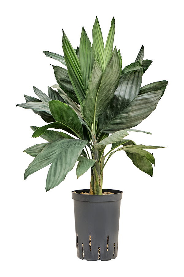 Hydroplante Chamaedorea Metallica