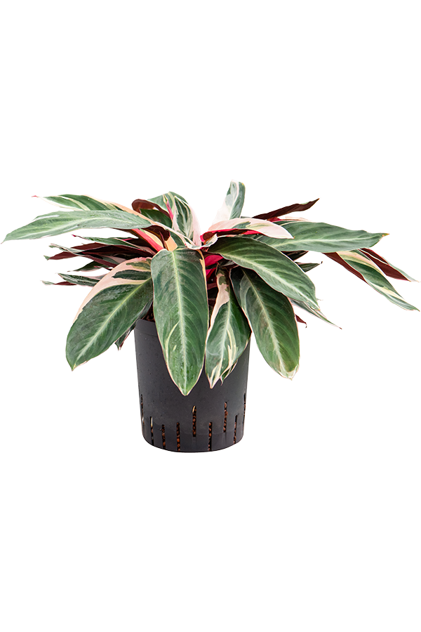 Hydroplant Calathea Triostar
