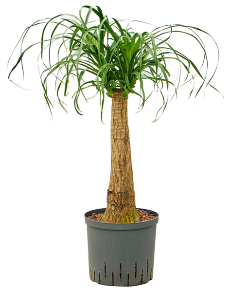 Hydroplant Beaucarnea