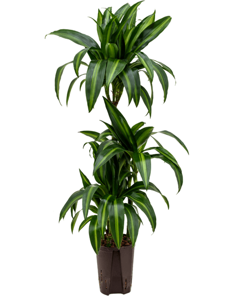 Hydroplant Dracaena
