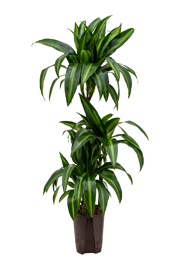 Hydroplant Dracaena Fragrans Hawaiian Sunshine
