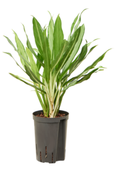 Plante hydroponique Aglaonema Lance Blanche