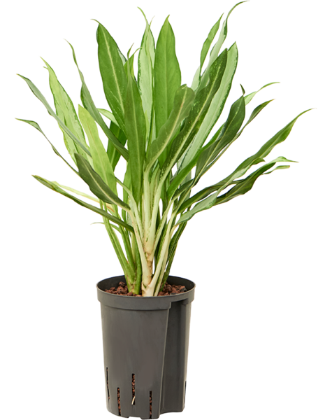 Plante hydroponique Aglaonema