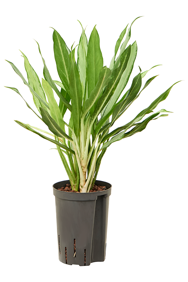 Plante hydroponique Aglaonema Lance Blanche