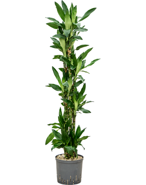 Hydroplant Dracaena