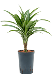 Hydroplant Dracaena Fragrans Ulises