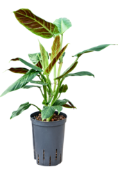 Hydroplant Philodendron Subhastatum