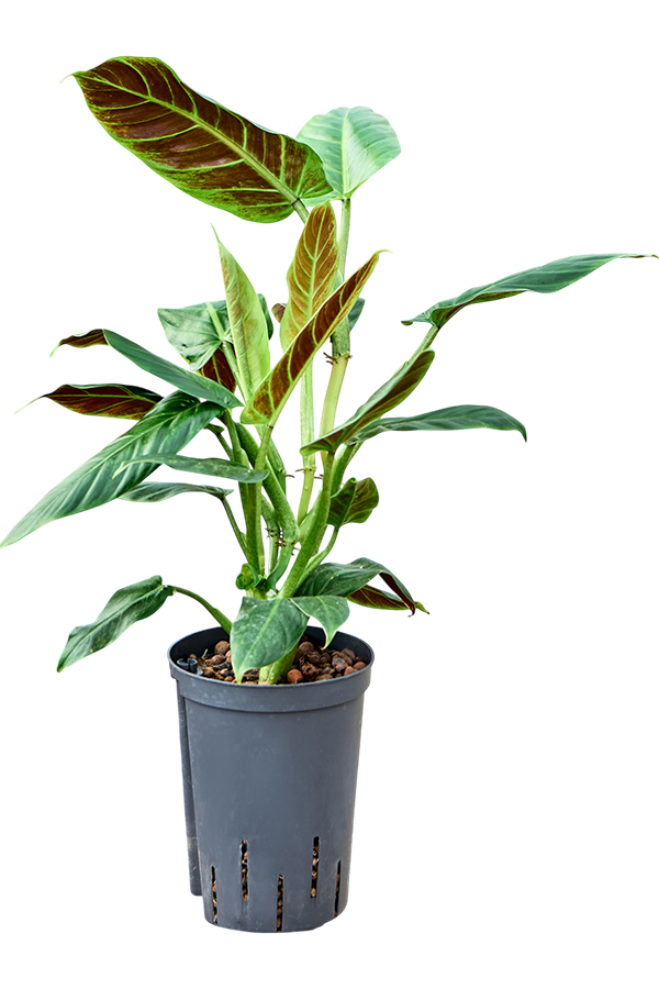 Hydroplant Philodendron Subhastatum