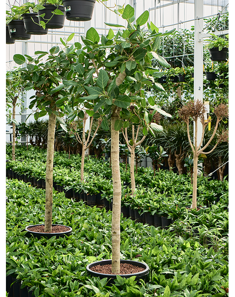 Hydroplant Ficus