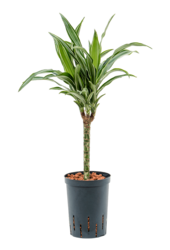 Hydroplant Dracaena Fragrans Ulises