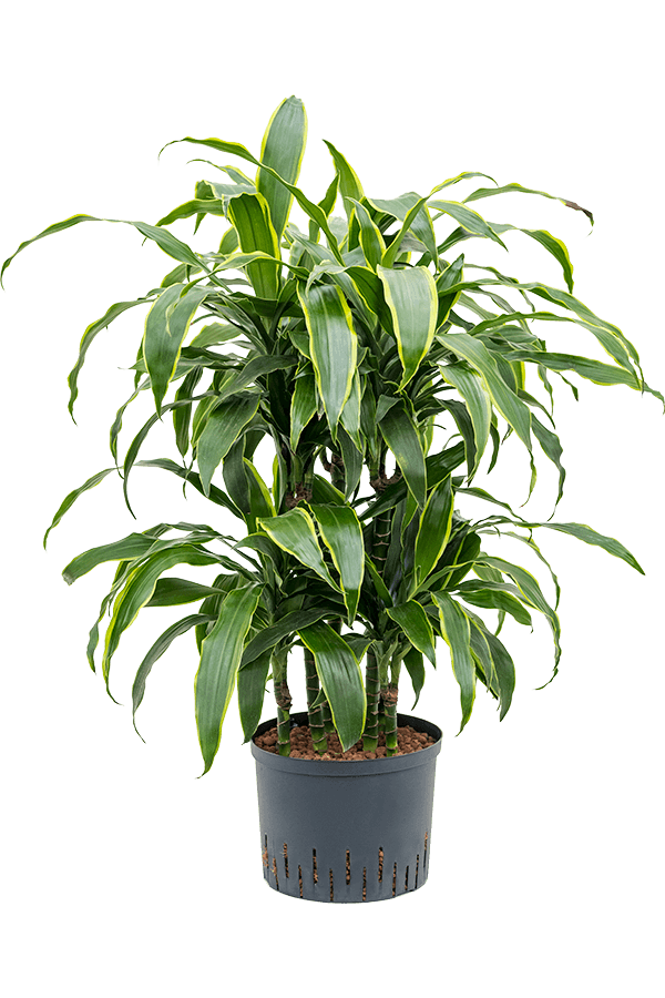 Hydroplant Dracaena Fragrans Arturo
