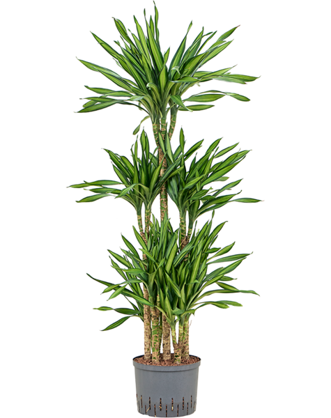 Hydroplant Dracaena
