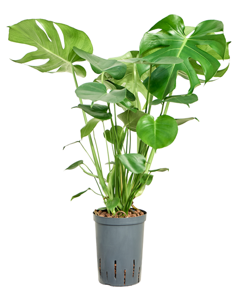 Hydroplant Monstera